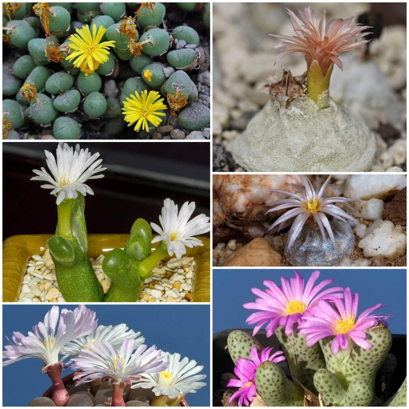 Conophytum Hammeri Plant Seeds - All In One For Home Gardens