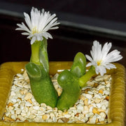 Conophytum Hammeri Plant Seeds - All In One For Home Gardens