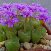 Conophytum Hammeri Plant Seeds - Flower Plant