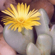 Conophytum Hammeri Plant Seeds - Flower Plant