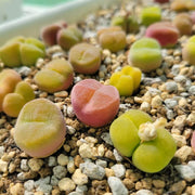 Conophytum Hammeri Plant Seeds - All In One For Home Gardens