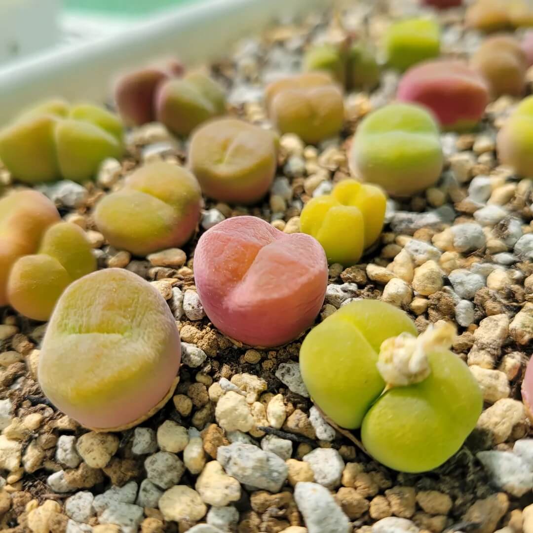 Conophytum Hammeri Plant Seeds - Flower Plant