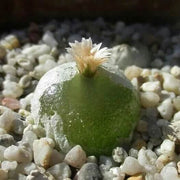 Conophytum Hammeri Plant Seeds - All In One For Home Gardens