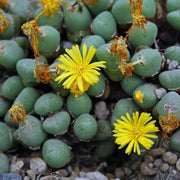 Conophytum Hammeri Plant Seeds - Flower Plant