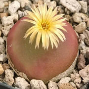 Conophytum Hammeri Plant Seeds - Flower Plant