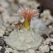 Conophytum Hammeri Plant Seeds - Flower Plant