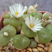 Conophytum Plant Seeds - Flower Plant