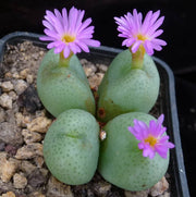 Conophytum Plant Seeds - All In One For Home Gardens