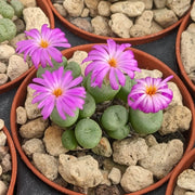 Conophytum Plant Seeds - All In One For Home Gardens