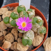 Conophytum Plant Seeds - All In One For Home Gardens