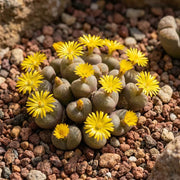 Conophytum Plant Seeds - Flower Plant