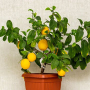 Container Lemon Seeds
