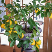 Container Lemon Seeds