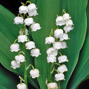 Wildflower Mix Convallaria Majalis Seeds