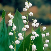 Wildflower Mix Convallaria Majalis Seeds