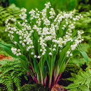 Wildflower Mix Convallaria Majalis Seeds