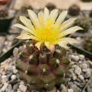 Wildflower Mix Copiapoa Seeds
