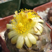 Wildflower Mix Copiapoa Seeds