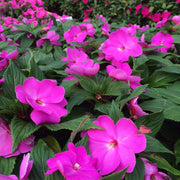 Touch-Me-Not Impatiens Seeds
