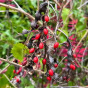 Ornamental Coral Bean Seeds