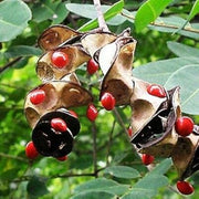 Ornamental Coral Bean Seeds