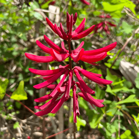 Ornamental Coral Bean Seeds