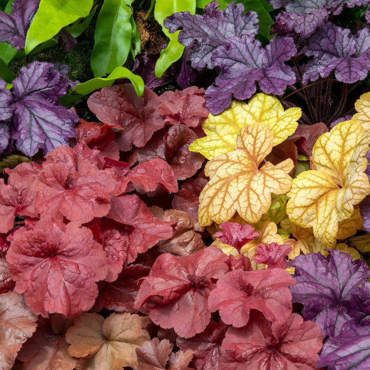 Heuchera Coral Bells Seeds