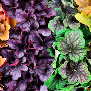 Heuchera Coral Bells Seeds