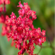 Perennial Shade-Loving Coral Bells Seeds