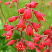 Perennial Shade-Loving Coral Bells Seeds
