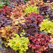 Heuchera Coral Bells Seeds
