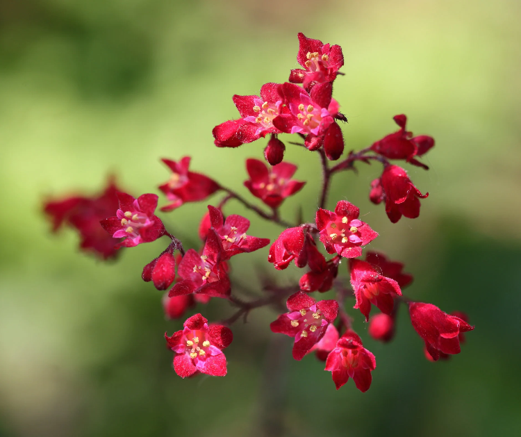 Perennial Shade-Loving Coral Bells Seeds