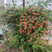 Honeysuckle Seeds – Lonicera spp.