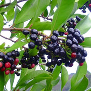 Coralberry Seeds, Symphoricarpos orbiculatus