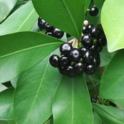 Coralberry Seeds, Symphoricarpos orbiculatus