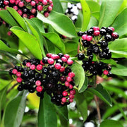 Coralberry Seeds, Symphoricarpos orbiculatus