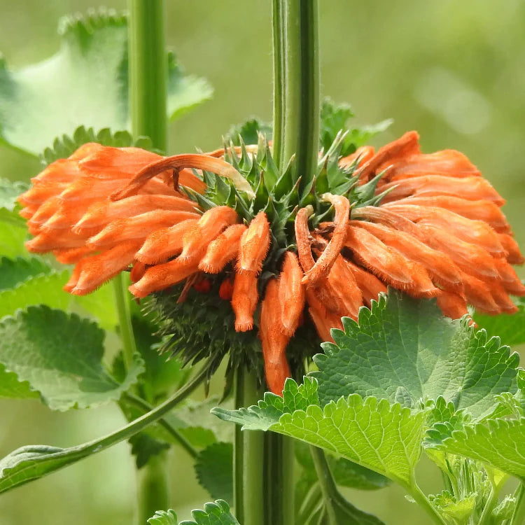 Klip Dagga Leonotis Nepetifolia Seeds, Herbal
