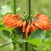 Klip Dagga Leonotis Nepetifolia Seeds, Herbal