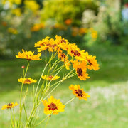 Coreopsis Seeds, for Home Gardens