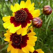 Coreopsis Seeds, for Home Gardens
