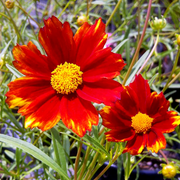 Mercury Rising Coreopsis Seeds