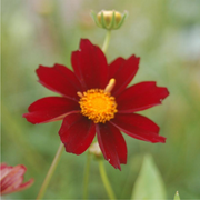 Mercury Rising Coreopsis Seeds
