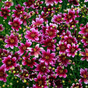 Berry Chiffon Coreopsis Seeds