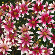Berry Chiffon Coreopsis Seeds