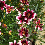 Berry Chiffon Coreopsis Seeds