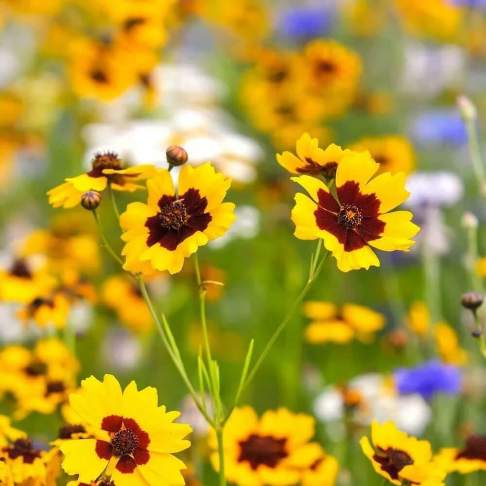Coreopsis Seeds, for Home Gardens