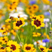 Coreopsis Seeds, for Home Gardens