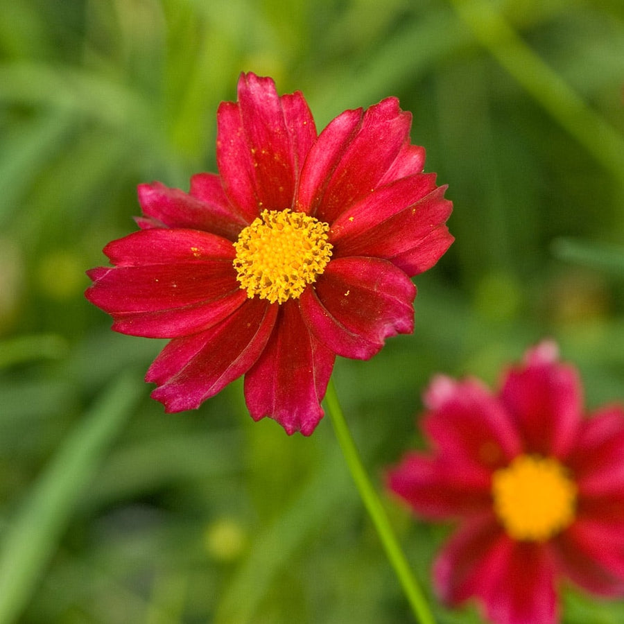 Mercury Rising Coreopsis Seeds