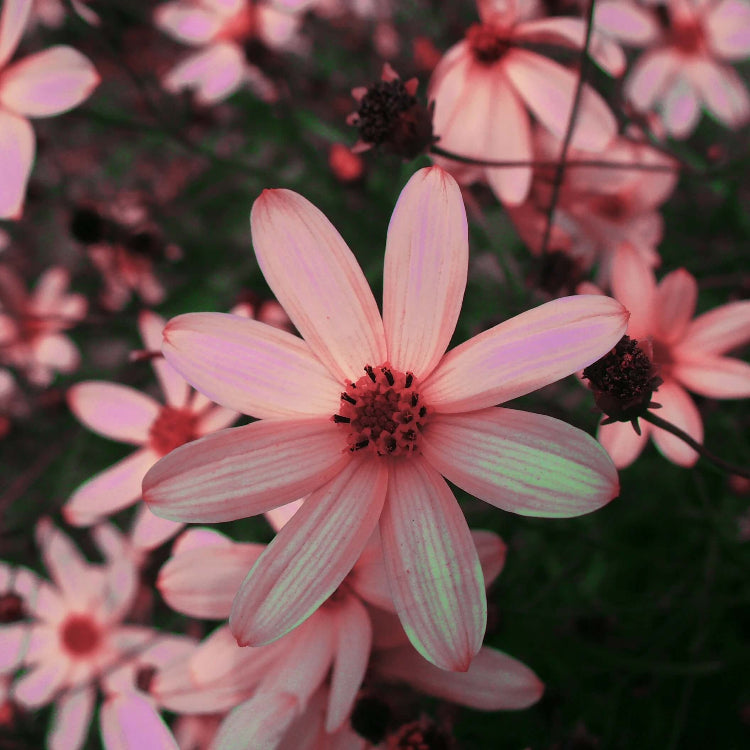 Pink Coreopsis Seeds