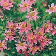Pink Coreopsis Seeds